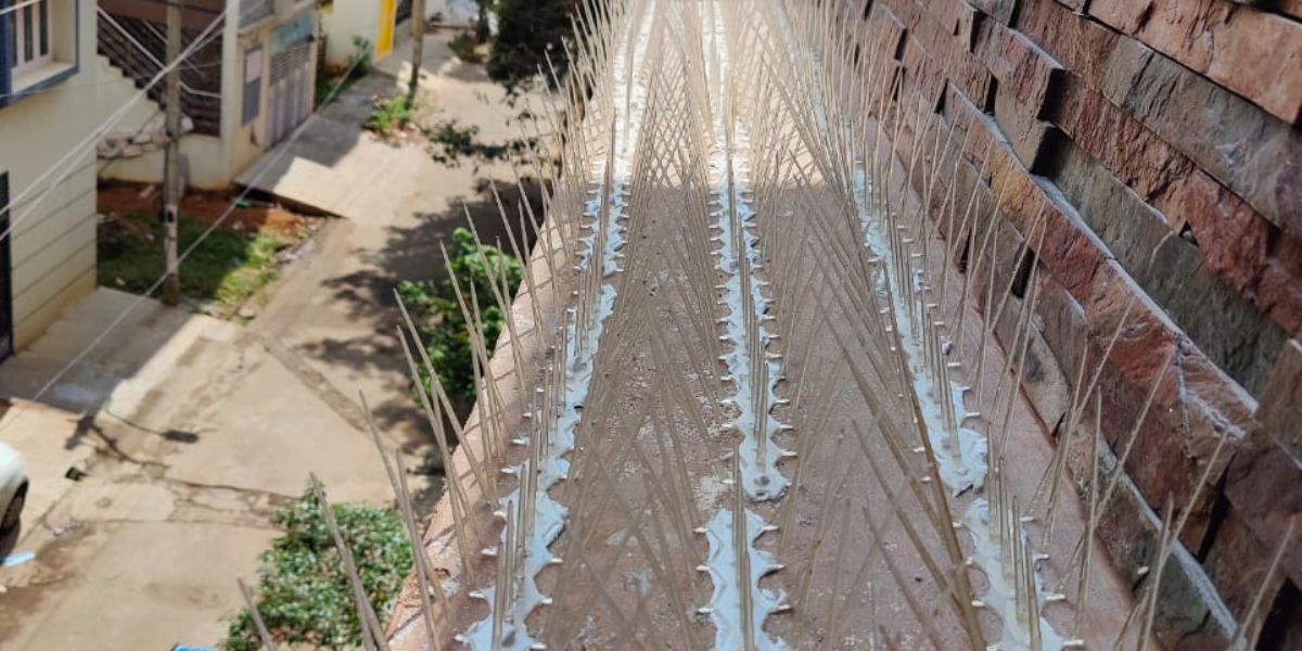 Bird Spikes and Pigeon Spikes