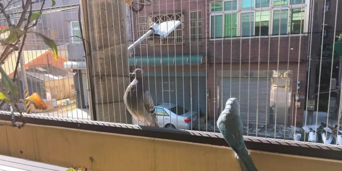 Invisible Grills for Pigeon Control